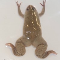 African Clawed Frog